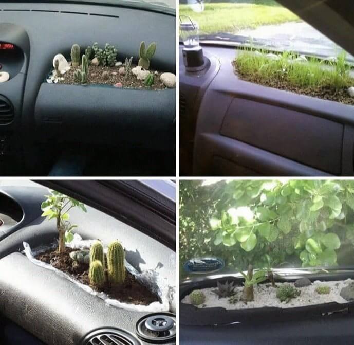 Gardening in Your Car? Doesn't Seem Dangerous at All
