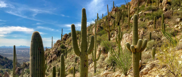 No Cactus Cutting Here