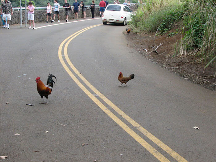 Why Did The Chicken Cross The Road?