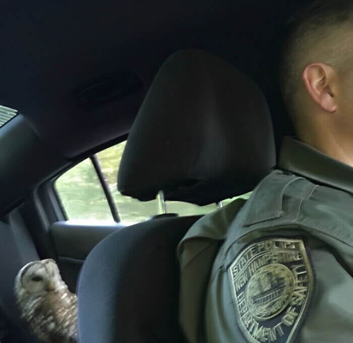 Esta coruja foi pega bebendo e dirigindo?