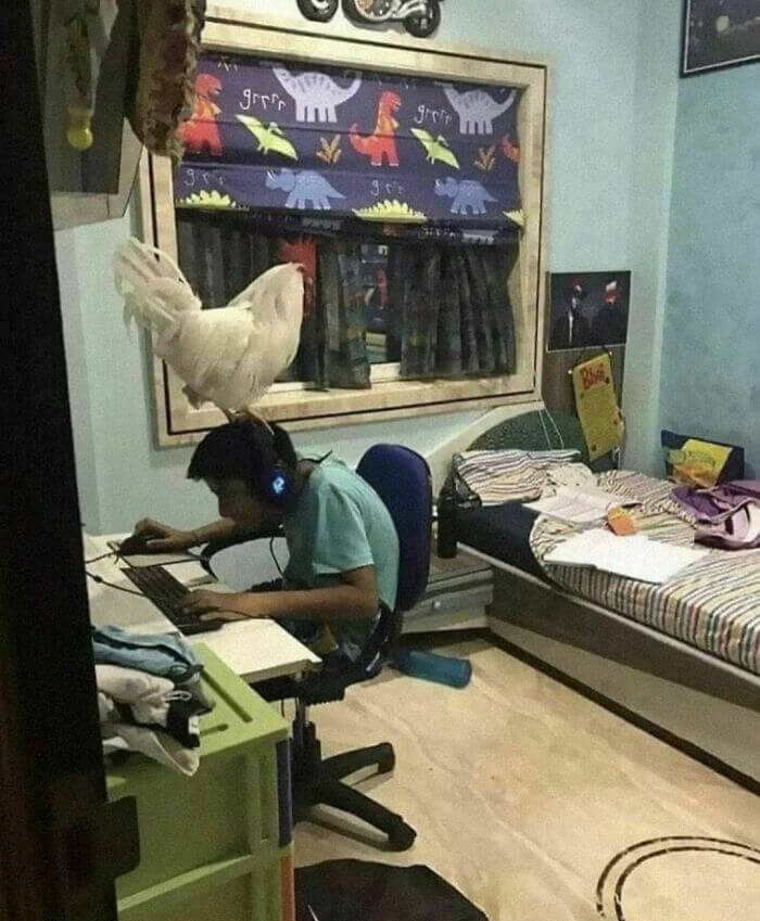 Aquele colega de quarto que nunca deixa você sozinho