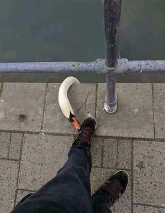 Pennywise The Swan