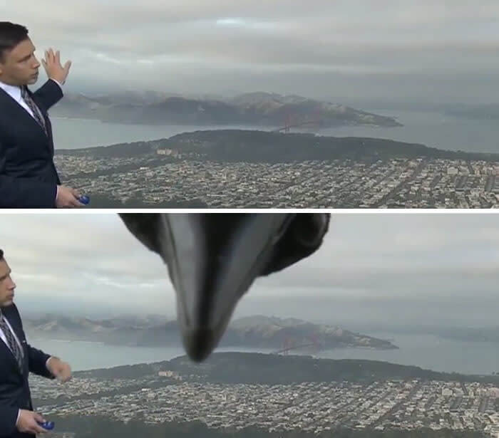The Bird Wanted 15 Minutes Of Fame