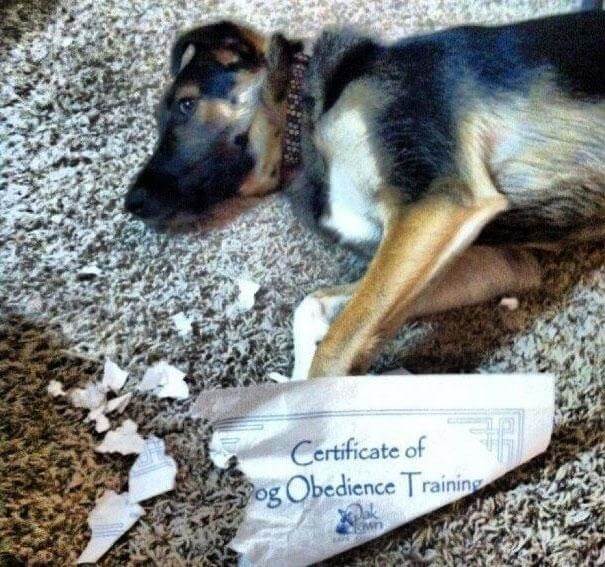 As You Can See, Obedience Training Was Money Well Spent
