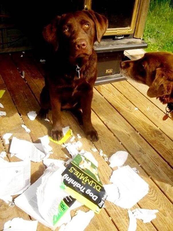 Dog Training Is Going Well, But They Don't Know What The Next Chapter Is About