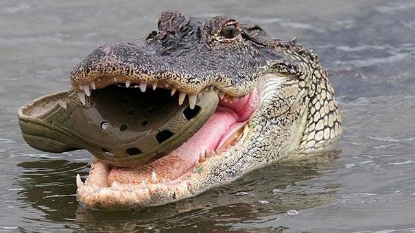 Croc With A Croc