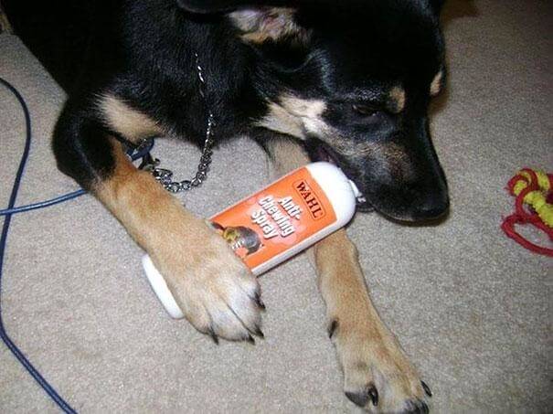 Anti-Chewing Spray: The Dog's Ultimate Challenge