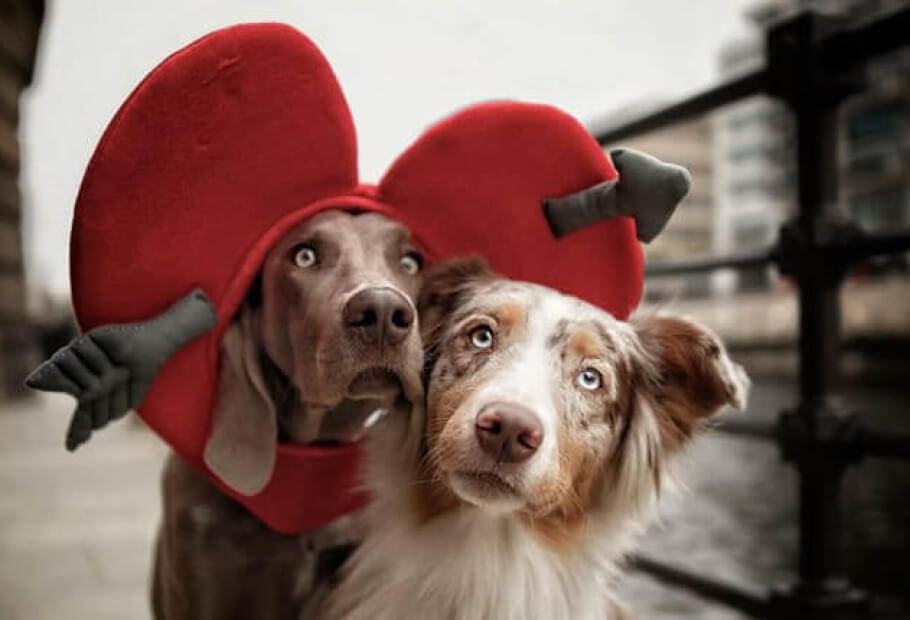 Magical Photos That Prove Dogs Are The Best Models