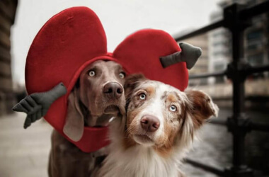 Magical Photos That Prove Dogs Are The Best Models