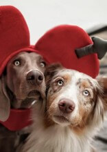 Magical Photos That Prove Dogs Are The Best Models