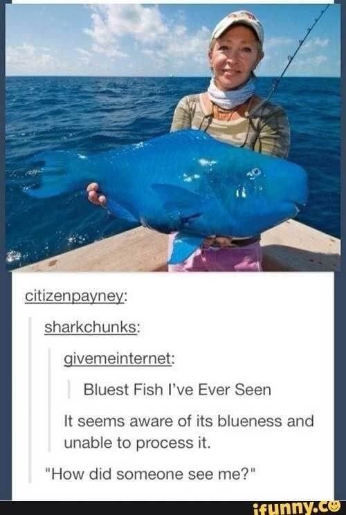 Top Funniest Fish Memes To Make Your Day | Kueez