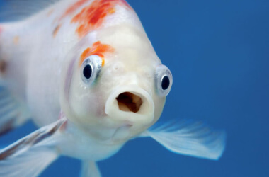 Top Funniest Fish Memes To Make Your Day