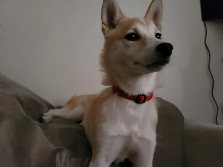 Get a Pet to Have Around the House