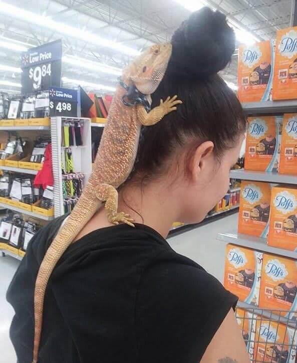 Lizard Love