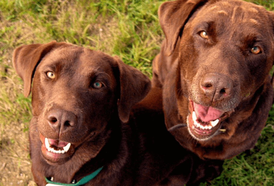 Dog's Delivery Leaves Veterinarian Scratching Their Head