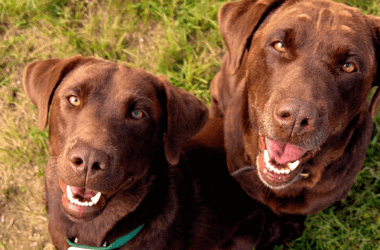 Роды собаки заставили ветеринара почесать голову