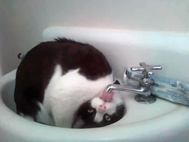 Why Buy A Water Bowl When There Is A Perfectly Good Facuet