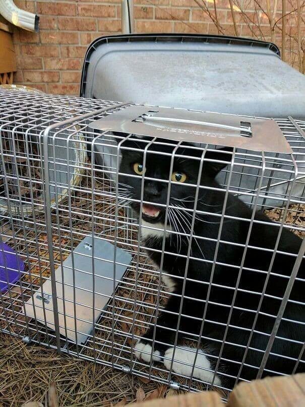 When You Meant To Catch A Possum, But Caught A Cat Instead