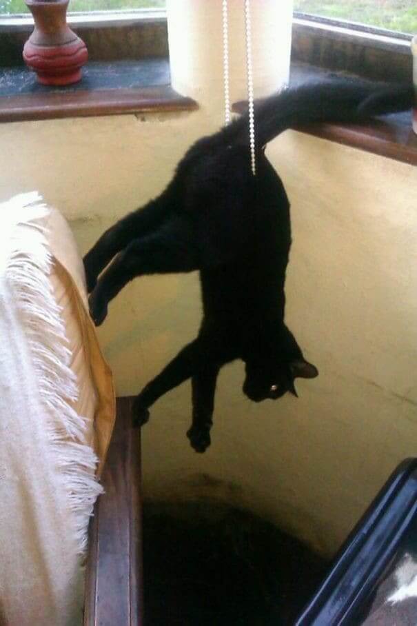 Mission Im-paws-ibble