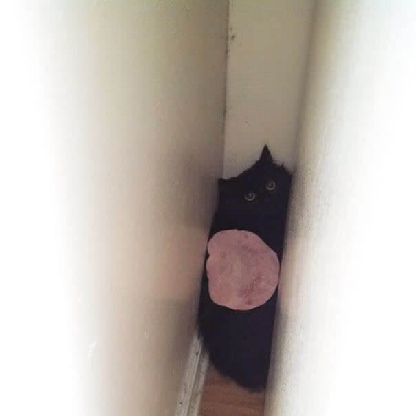 How Did This Ham Get Here