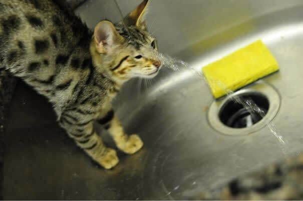 The One Cat That Likes Water