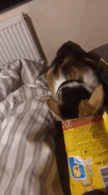 Trying To Get The Crumbs At The Bottom Of The Bag