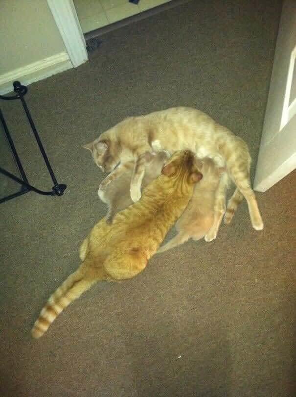 This Cat Has Peter Pan Syndrome