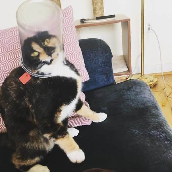 Cats In Space