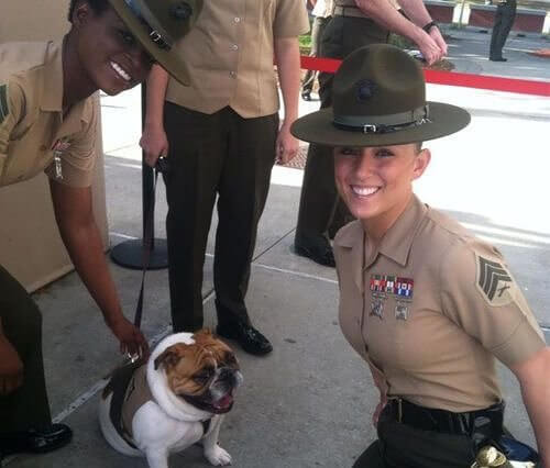 Devil Dogs Really Exist