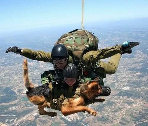 Dogs Fly in the Navy