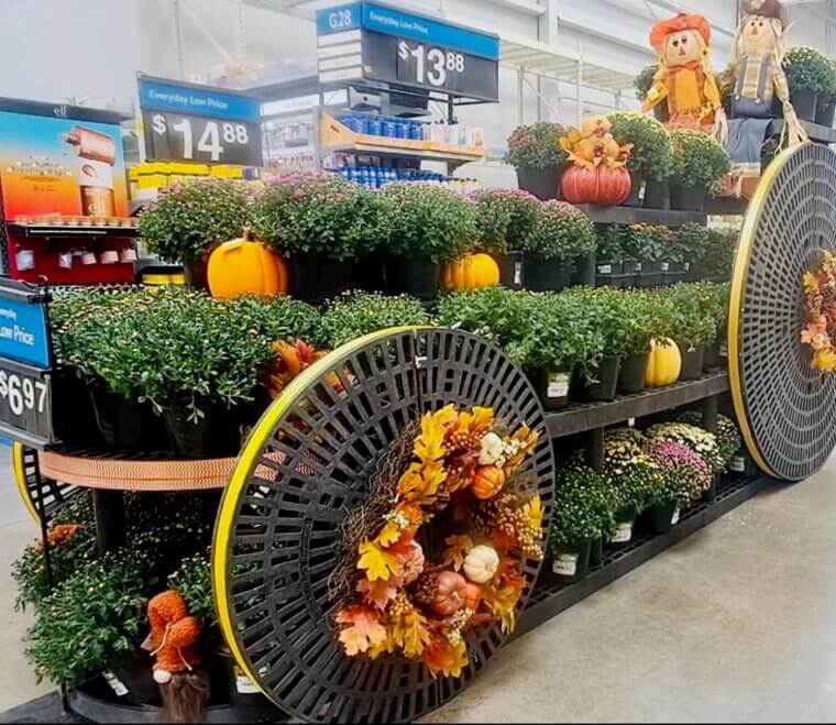 Plants and Seasonal Decor