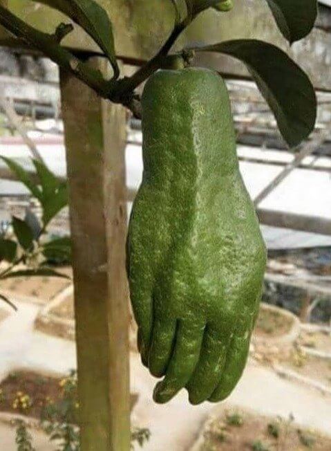 Would You Eat a Fruit That Looks Like a Human Hand?