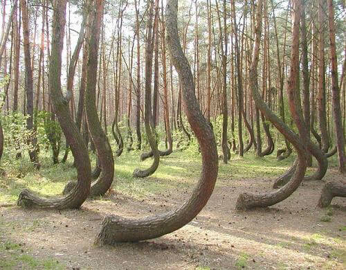 The Mysterious Crooked Forest
