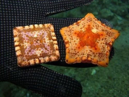 Una estrella de mar cuadrada