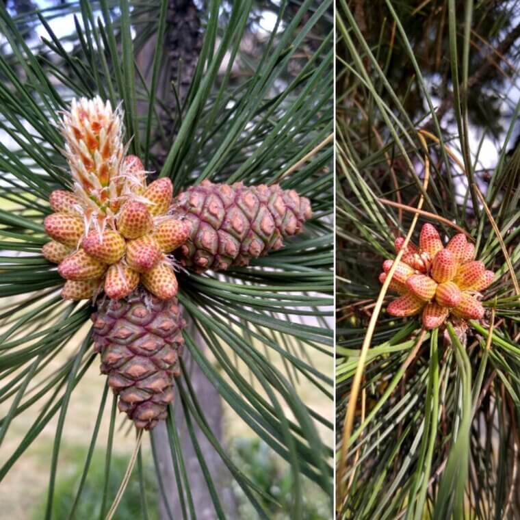 Pine Cones Open for the Sun and Close for the Rain