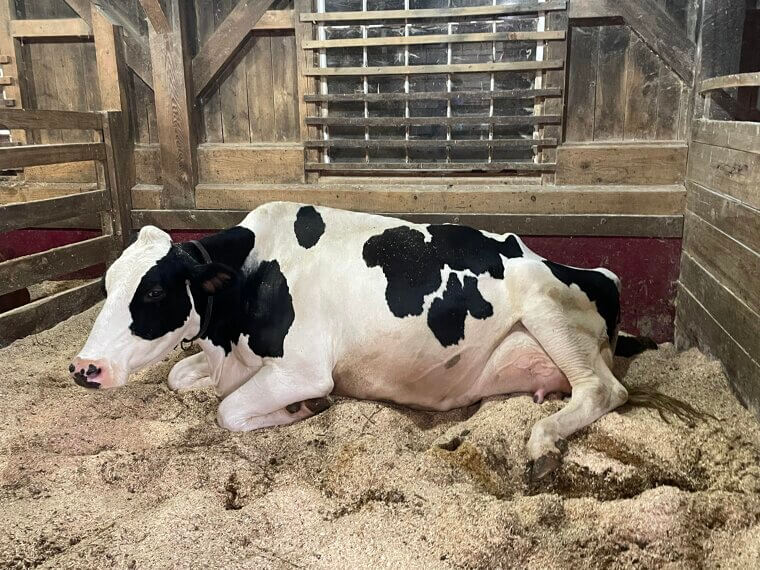 Cows Lie Down Before It Rains