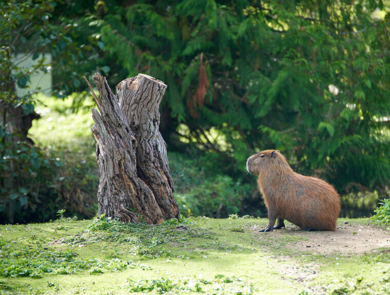 Groundhog Sees a Shadow, Winter Hangs on