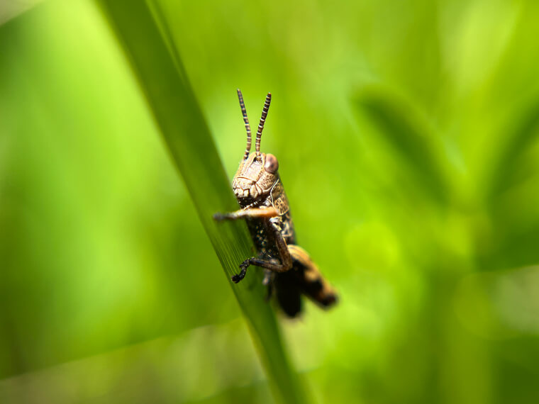 Crickets Count the Temperature
