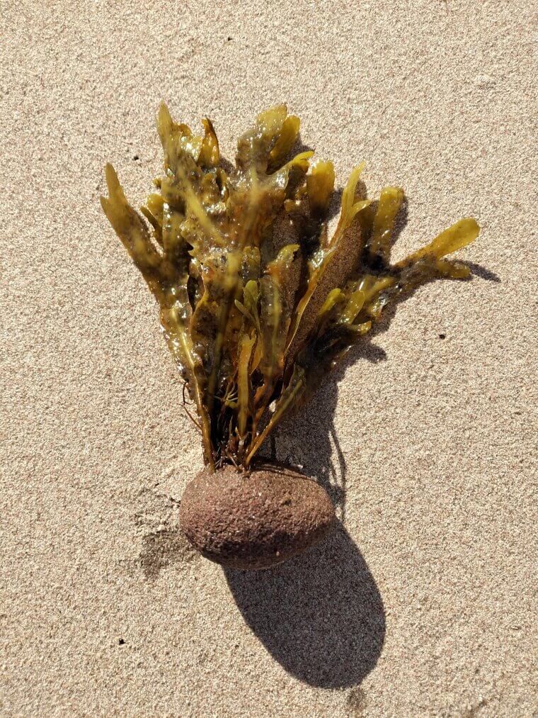 Seaweed Tells the Weather on the Wall