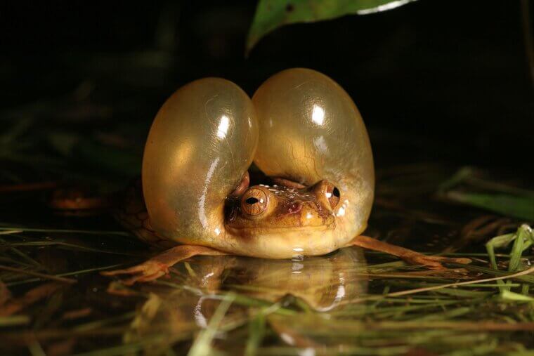 Frogs Singing Loud Call the Rain