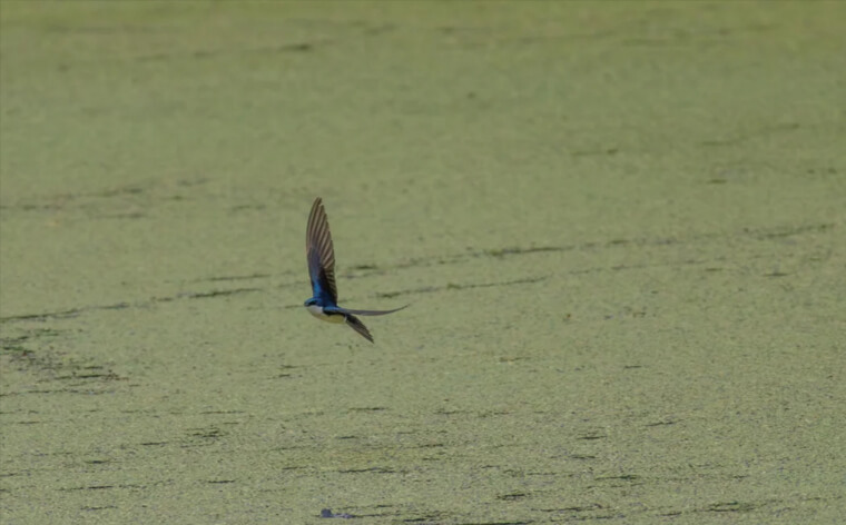 Swallows Flying Low Bring Rain