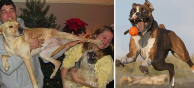 Only Animal Lovers Will Understand These 50 Perfectly Timed Photos Of Ridiculous Pets