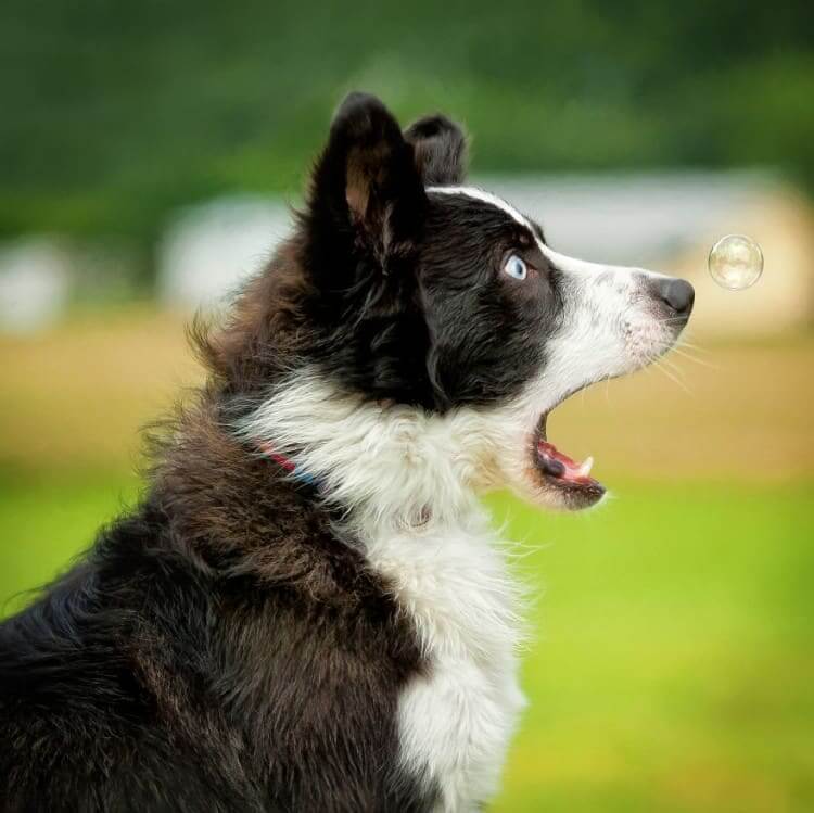 Doggy's Jaw-Dropping Moment
