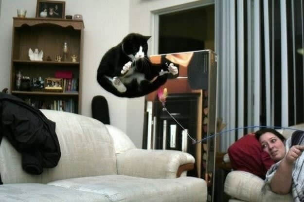A Cheerleader Cat