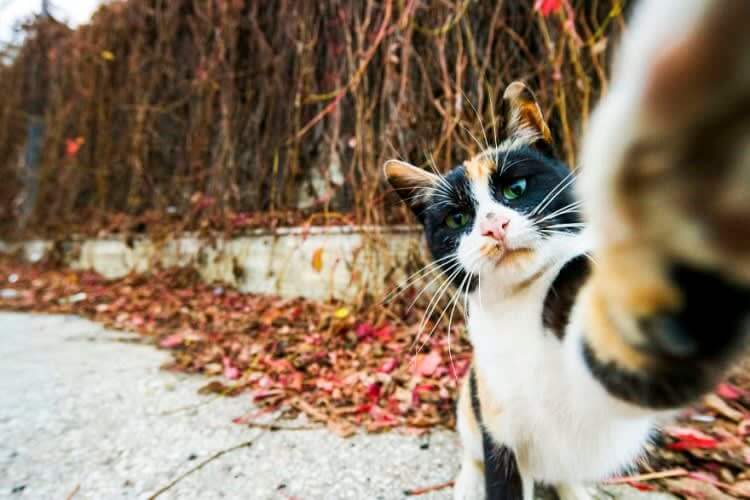 But First, Let Me Take A Selfie