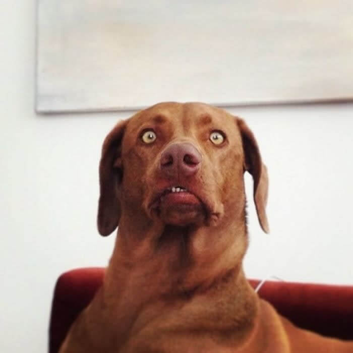 Did... Did You Say "Vet"?