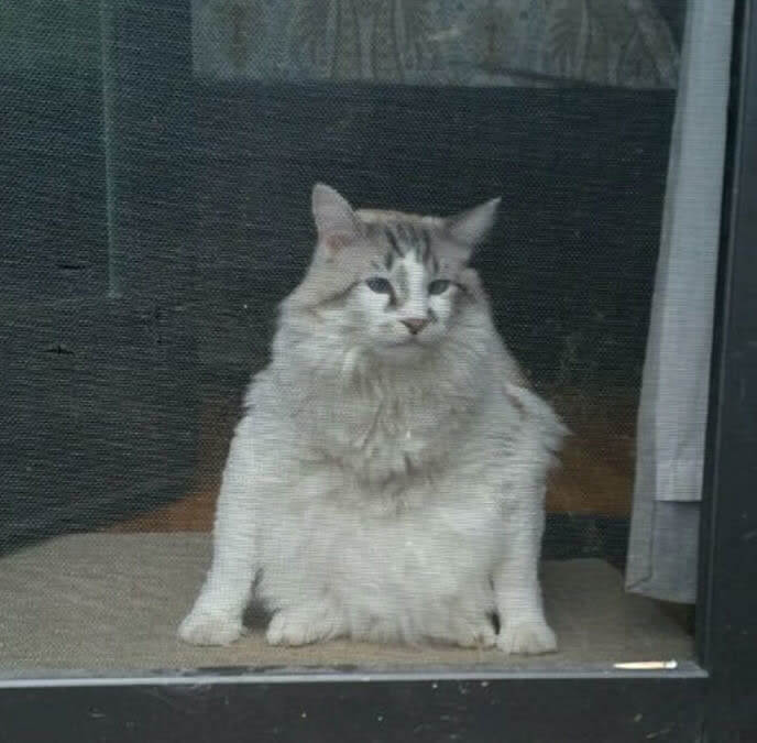 Fluffy R2-D2 Look Alike