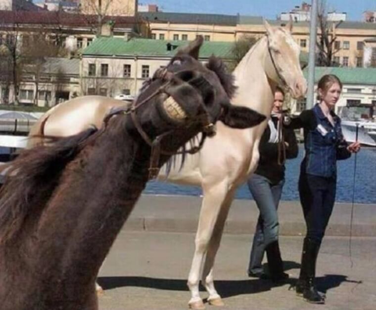 ​The Other Horse Looks Annoyed