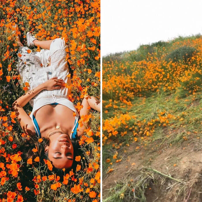 Instagramers Estão Arruinando  A Primavera Da Califórnia