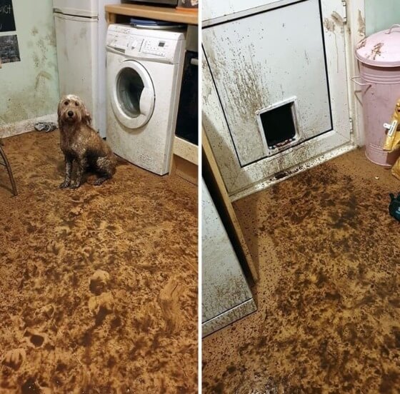 Do Not Leave The Doggy Door Open During A Thunderstorm